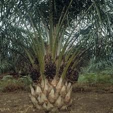 Crude Palm Oil Processing