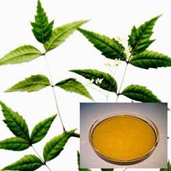 Neem Oil Plant