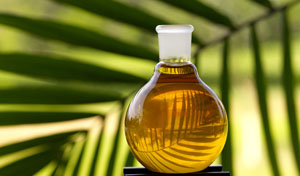 Palm Oil Plant