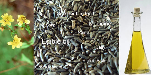 niger seeds and niger seed oil