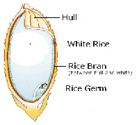 rice bran oil refining