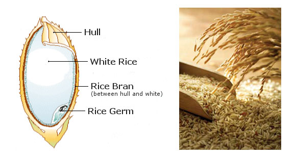 rice bran and its structure